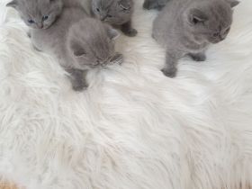 Bkh Reinrassige Kitten