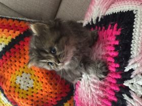 BKH Kuschel Bärchen in verschiedenen Farben