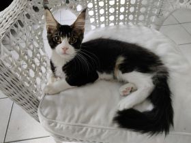 Maine Coon Kitten Kater Bicolor Black