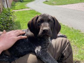 Deutsch Drahthaarwelpen