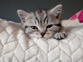 Bhk Kater kitte zu verkaufen