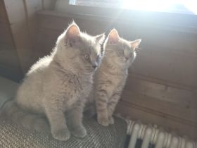 Süße BKH Kitten Lilac