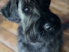 Riesenschnauzer -  Verkauf