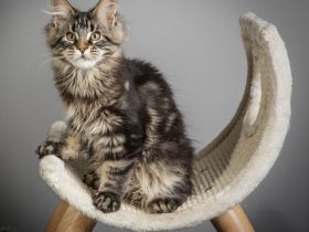 ❤️ Maine Coon Kitten mit Stammbaum ❤️