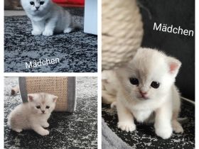 Wunderschöne BKH Kurzhaar Kitten