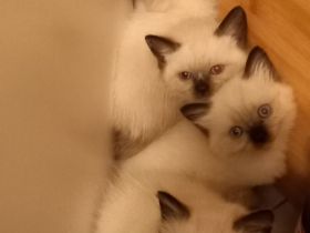 Siam Kitten