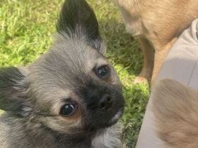 Reinrassige Chihuahua welpen