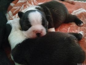 Boston Terrier Welpen FCI.