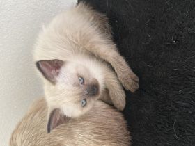 Siam kitten
