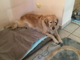 Zuhause für Golden Retriever Hündin (8J.) gesucht