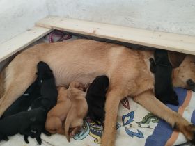 Labrador-/Golden-Retriever Welpen