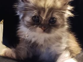 Perser-Main-coon Mix