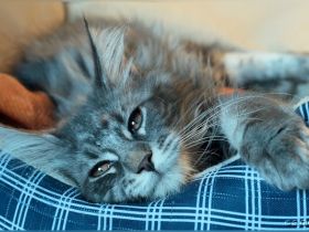 Hübsches Maine Coon-Mädchen mit Ahnentafel