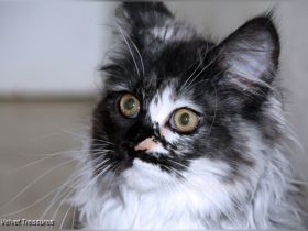 Bildschönes Maine Coon-Mädel mit Ahnentafel