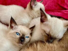 Siam Kitten Katze Point in Hannover zu Verkaufen