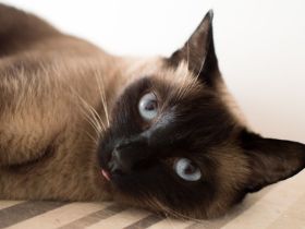Deckkater Siam Kater Point in Hannover sucht Katze