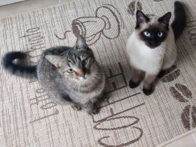 Zwei süße Britisch Kurzhaar Mix Kater