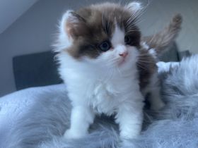 BLH BKH Kitten mit GDK Stammbaum ab 26.07.23