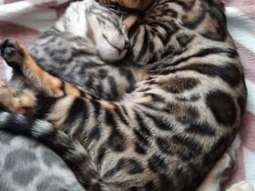 Wunderschöne Bengalkätzchen, abgabebereit