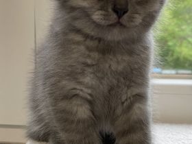 Britisch Kurzhaar Kitten