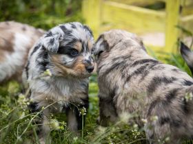 Altdeutscher Hütehund, Altdeutscher Tiger