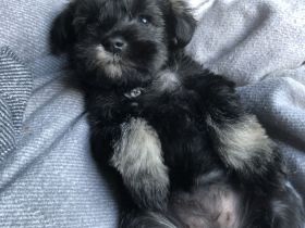 Zwergschnauzer Welpen suchen ein neues Zuhause