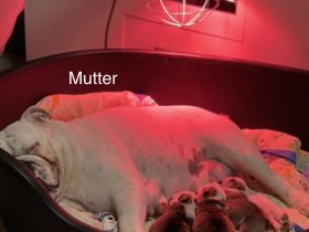 100% reinrassige englische Bulldogge