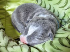 Muttertagsgeschenke ;) Unsere Welpen sind da!