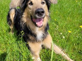 Jumper, Hovawart-Mischling, geb. 2014, Rohdiamant mit ganz viel Potential