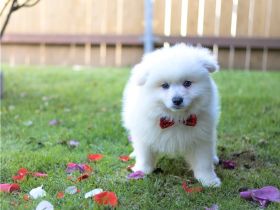 Wunderschöne pommersche Welpen -