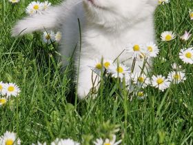 Bkh silver shaded Babys