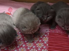 BKH Kitten Reinrassige, Elterntiere haben Stammbaum