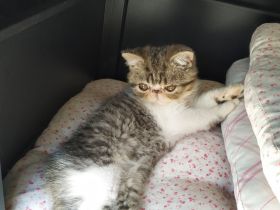 Exotic Shorthair Kitten