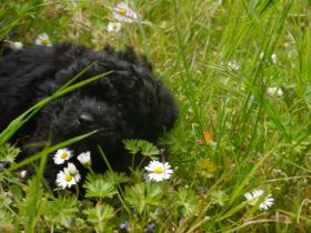 Bolonka-Pudel (Doodle, Bollipoo) Welpen. Chiwalonka.