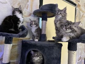 reinrassige Maine Coon Kitten dürfen in ein neues Zuhause