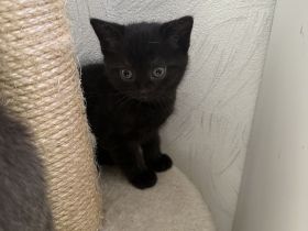 BKH Kitten