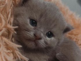 Reinrassige BKH Kitten