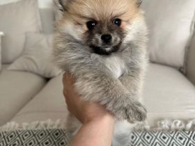 Pomeranian Welpe