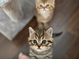 BHK Kitten reinrassig 10 Wochen alt