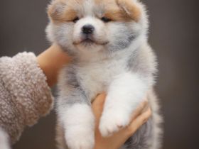 Akita Inu Welpen stehen zur Verfügung