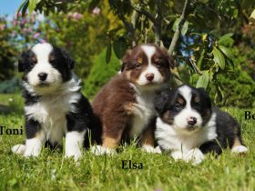 Bildhübsche Australian Shepherd Welpen abzugeben