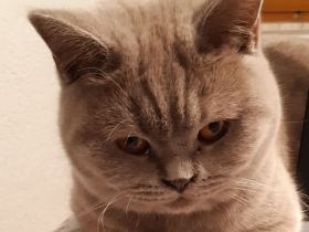 3 BKH silver- und golden Tabby Kitten