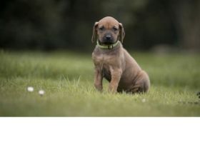 Rhodesian Ridgeback Welpen