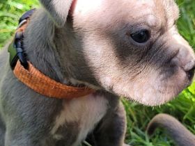 Reinrassige American Staffordshire Terrier Blueline Welpen