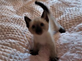 Perser Katzenbabys,  Perserkätzchen