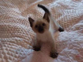 Perserkatzenbsbys, Perser Katzenbabys