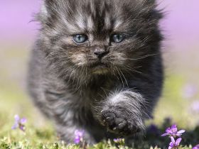 Getigerte und smokige Wuschelbärchen (BKH/BLH) warten...