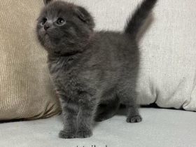 Wunderschöne British Kurzhaar und Langhaar Kätzchen suchen liebevolles Zuhause