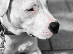 Weisse American Staffordshire Terrier