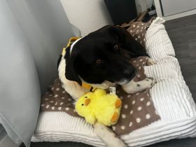 Hündin Nana / kastriert /  in 32339 Espelkamp (NRW)